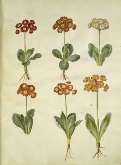 Primula ×pubescens (have-aurikel) by Hans Simon Holtzbecker