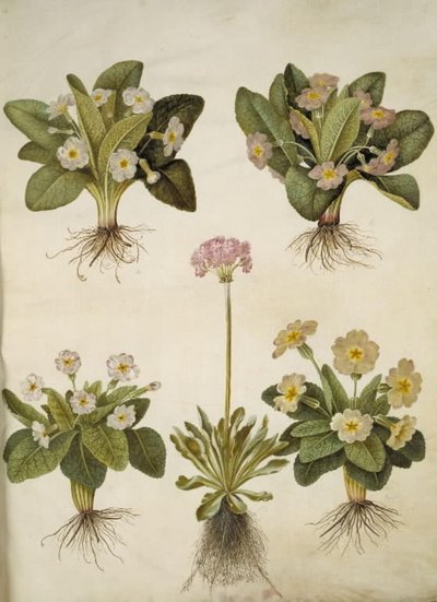 Primula vulgaris (büyük çiçekli inek kızağının melezi); Primula farinosa (melet kodriver) by Hans Simon Holtzbecker