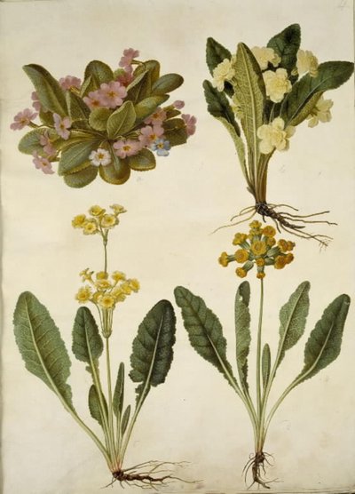 Primula vulgaris (karnaval morina sürücüsü); Primula vulgaris (büyük çiçekli inek kızağının melezi); Primula veris (içi boş yakalı morina sürücüsünün melezi) by Hans Simon Holtzbecker