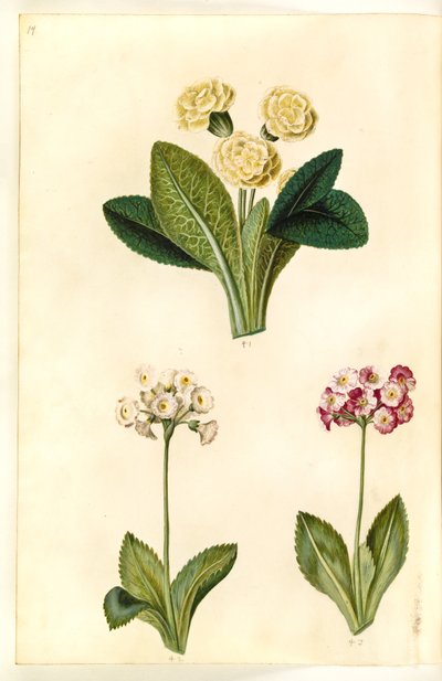 Primula vulgaris (büyük çiçekli süveter); Primula × pubescens (bahçe kulak kepçesi) by Hans Simon Holtzbecker
