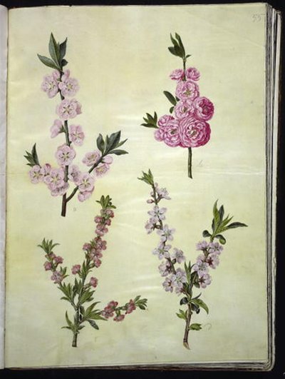 Prunus spinosa (mandel); Prunus persica (fersken) by Hans Simon Holtzbecker