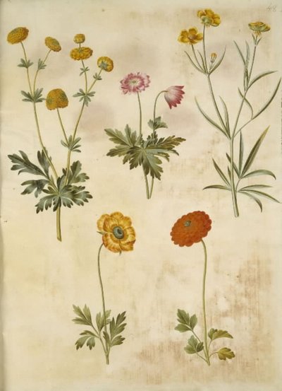 Düğünçiçeği acris (güldknap-ranunkel); Anemon odunsu (hvid anemon); Ranunculus illyricus (bozkır ranunkel); Ranunculus asiaticus by Hans Simon Holtzbecker