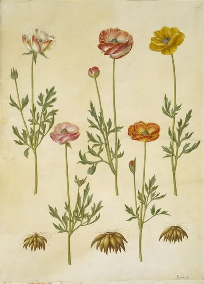 Ranunculus asiaticus by Hans Simon Holtzbecker