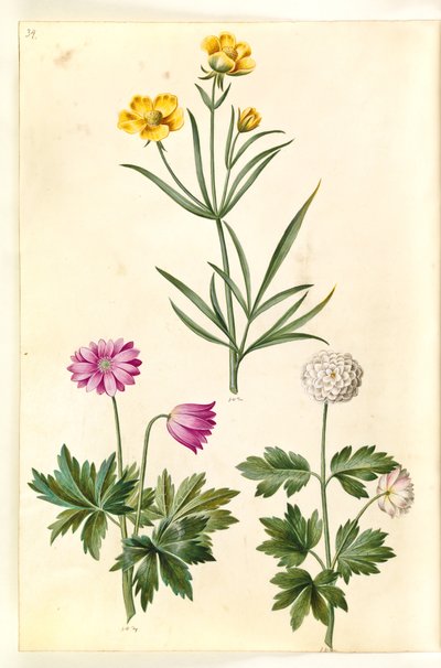 Ranunculus illiricus (bozkır Düğünçiçeği); Anemon nemorosa (beyaz anemon) by Hans Simon Holtzbecker
