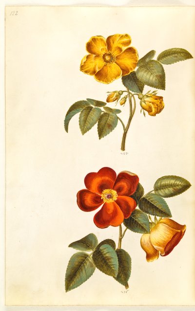 Rosa foetida (sarı gül); Rosa foetida (Türk gülü) by Hans Simon Holtzbecker