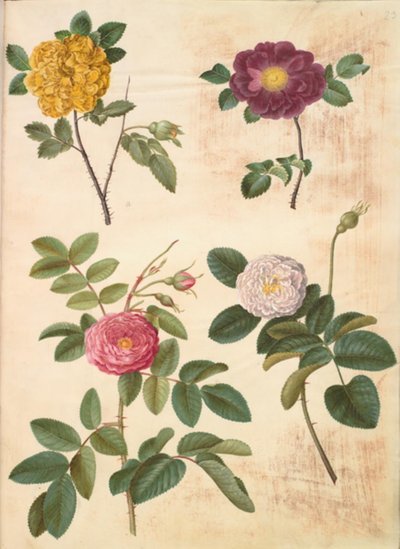Rosa hemisphaerica (kükürt sarısı gül); Rosa gallica (kadife gül); Rosa × damascena (şam-gül) by Hans Simon Holtzbecker