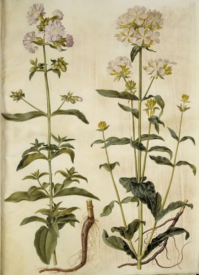 Saponaria officinalis (ortak sabun otu) by Hans Simon Holtzbecker