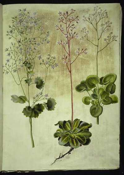 Saxifraga rotundifolia (rundbladet stenbræk); Saxifraga umbrosa (skygge-stenbræk); Saxifraga geum (porcelænsblomst) by Hans Simon Holtzbecker