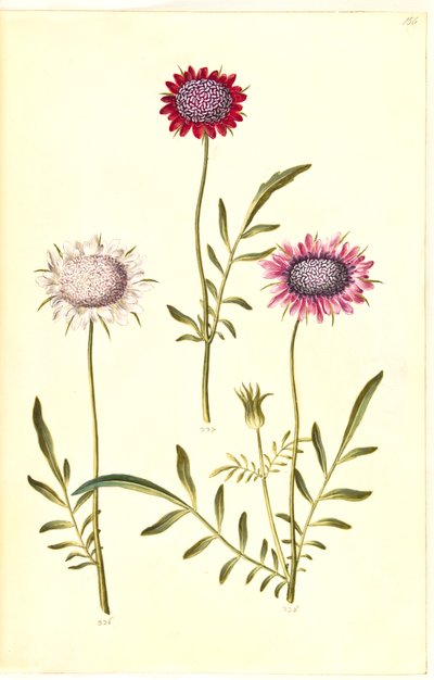 Scabiosa atropurpurea (enkeblomst) by Hans Simon Holtzbecker