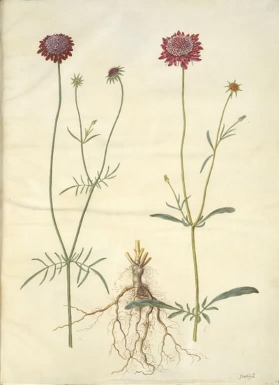 Scabiosa atropurpurea (enkeblomst) by Hans Simon Holtzbecker
