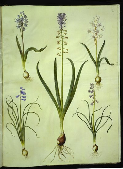 Scilla bifolia (iki çenekli); Muscari comosum (duskhyacint); Brimeura amethystina (Pyrenean sümbül) by Hans Simon Holtzbecker