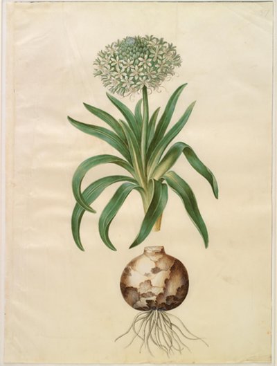Scilla peruviana (dev beceri) by Hans Simon Holtzbecker