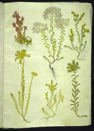 Sempervivum arachnoideum (örümcek-soğan); Sedum albümü (beyaz taş otu); Sedum akre (ısıran taş otu); Sedum rupestre (dağ-taş otu); Sedum sexangulare (altı sıra taş otu) by Hans Simon Holtzbecker
