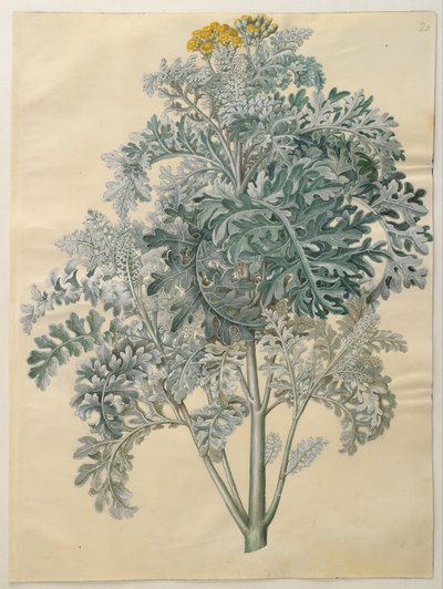 Senocio bicolor by Hans Simon Holtzbecker