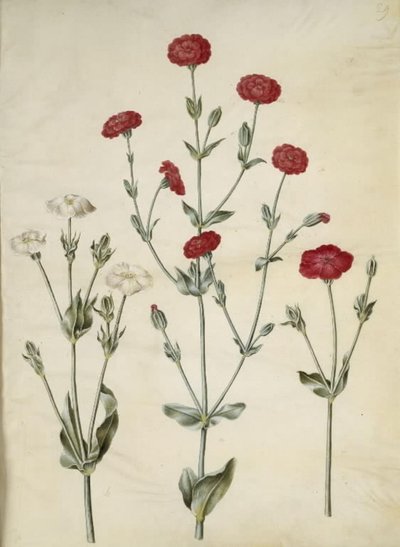 Silene coronaria (kron-limurt) by Hans Simon Holtzbecker