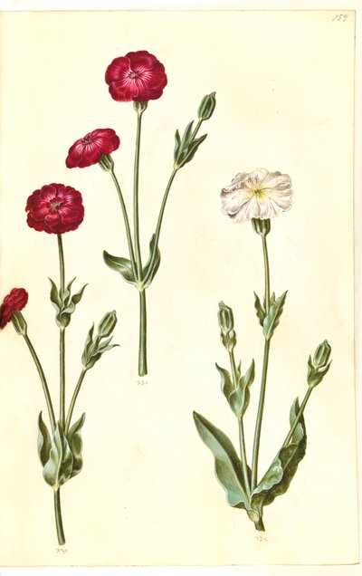 Silene coronaria (kron-limurt) by Hans Simon Holtzbecker