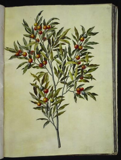 Solanum pseudocapsicum (Kudüs-koralbær) by Hans Simon Holtzbecker