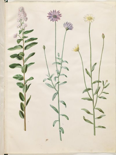 Spiraea salicifolia (pillebladet spiralis); Catananche mavisi (blå rasleblomst) by Hans Simon Holtzbecker