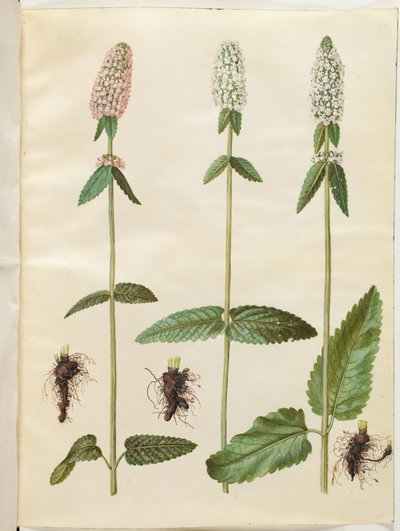 Stachys officinalis (læge-betonie) by Hans Simon Holtzbecker