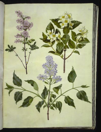 Syringa × persica (Fars leylak); Philadelphus koronarius (kokulu boru ağacı); Syringa vulgaris (ortak leylak) by Hans Simon Holtzbecker