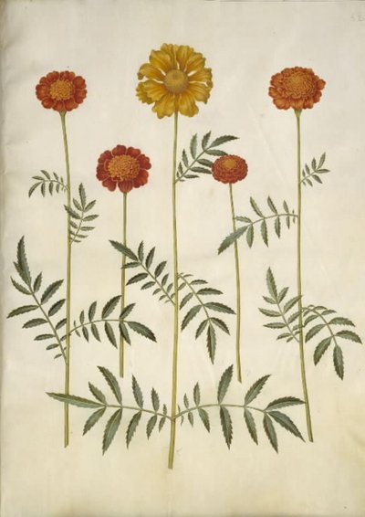 Tagetes patula (açık kadife çiçeği) by Hans Simon Holtzbecker