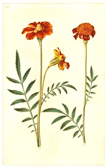 Tagetes patula (açık kadife çiçeği) by Hans Simon Holtzbecker