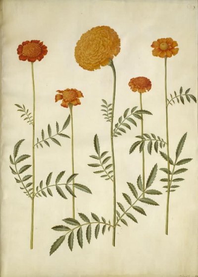 Tagetes patula (kesilmiş kadife çiçek); Tagetes erecta (kadife çiçek yarat) by Hans Simon Holtzbecker