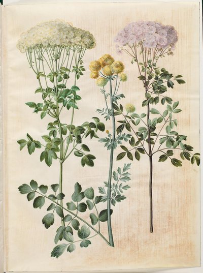 Thalictrum aquilegiifolium (akeleje-frstjerne); Thalictrum flavum (gül frstjerne) by Hans Simon Holtzbecker