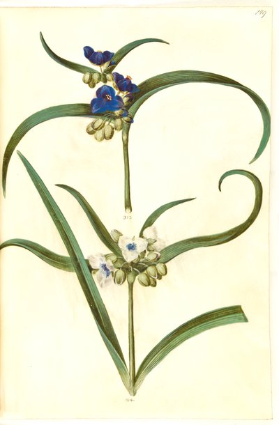 Tradescantia virginiana eller Tradescantia ohiensis (?) (blomsterjøde) by Hans Simon Holtzbecker