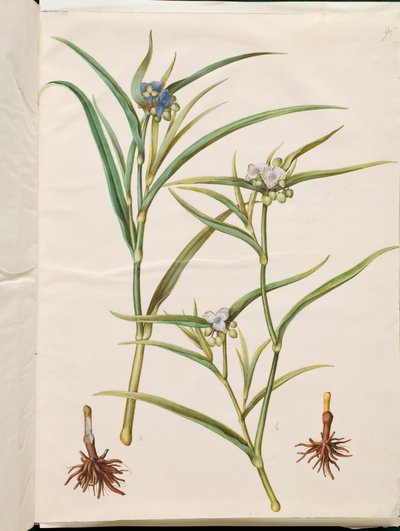 Tradescantia virginiana veya Tradescantia ohiensis (çiçek çayırı veya ohio çiçek çayırı) by Hans Simon Holtzbecker