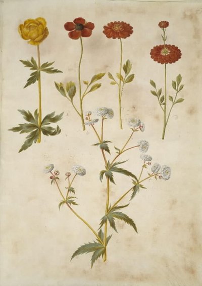 Trollius europaeus (Avrupa çayır eriği); Ranunculus asiaticus (sahip-ranunkel); Ranunculus aconitifolius (gümüş düğme düğün çiçeği) by Hans Simon Holtzbecker