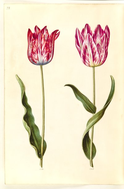 Tulipa gesneriana (lale var) by Hans Simon Holtzbecker
