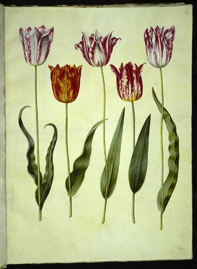 Tulipa gesneriana (lale var) by Hans Simon Holtzbecker