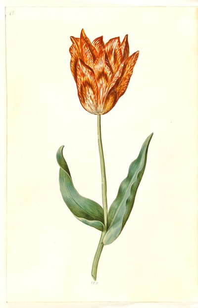 Tulipa gesneriana (lale var) by Hans Simon Holtzbecker