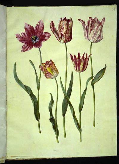 Tulipa gesneriana (lale var) by Hans Simon Holtzbecker