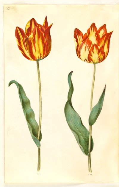 Tulipa gesneriana (sahip-tulipan) by Hans Simon Holtzbecker