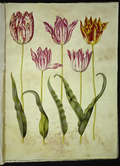 Tulipa gesneriana (sahip-tulipan) by Hans Simon Holtzbecker