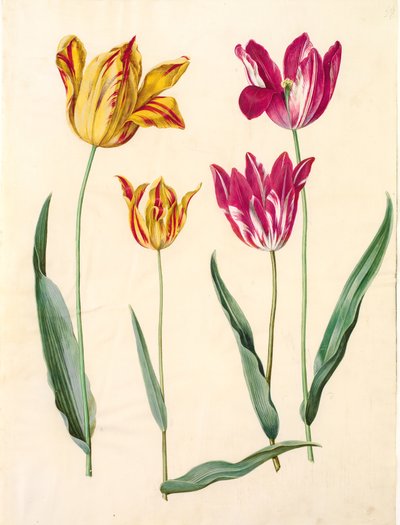 Tulipa gesneriana (lale var) by Hans Simon Holtzbecker