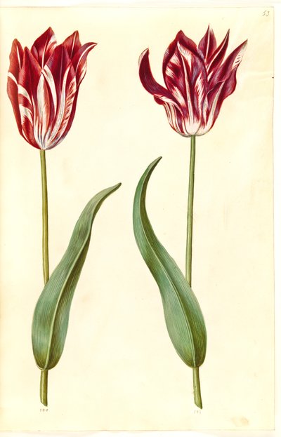 Tulipa gesneriana (lale var) by Hans Simon Holtzbecker