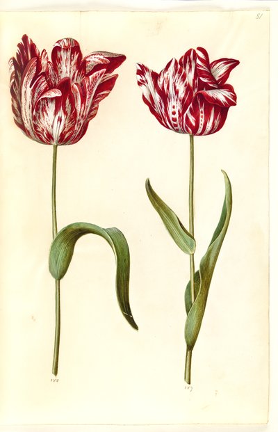 Tulipa gesneriana (lale var) by Hans Simon Holtzbecker