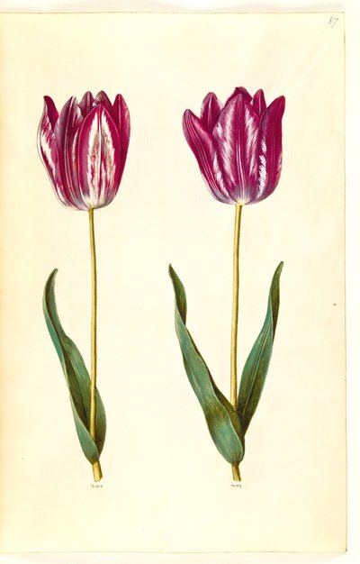 Tulipa gesneriana (lale var) by Hans Simon Holtzbecker