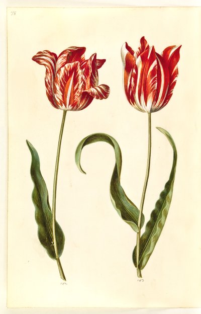 Tulipa gesneriana (lale var) by Hans Simon Holtzbecker