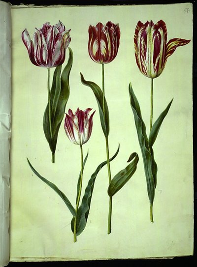 Tulipa gesneriana (lale var) by Hans Simon Holtzbecker