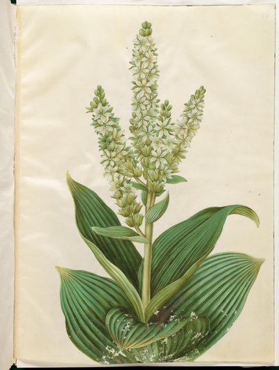 Veratrum albümü (beyaz broşür) by Hans Simon Holtzbecker