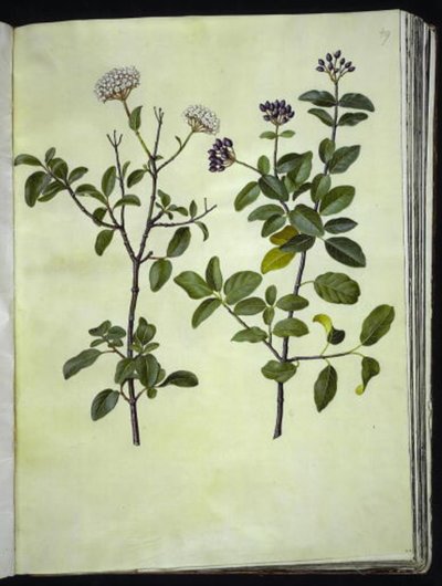Viburnum tinus (vinter-snebolle) by Hans Simon Holtzbecker