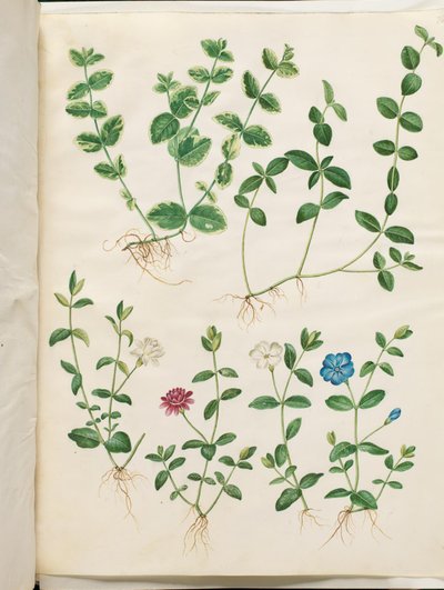 Vinca minör (biraz tekil) by Hans Simon Holtzbecker