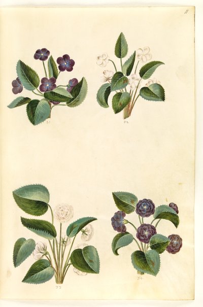 Viola odorata (mart-viol) by Hans Simon Holtzbecker