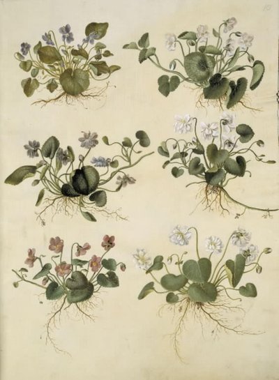 Viola odorata (mart-viol) by Hans Simon Holtzbecker
