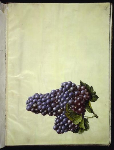 Vitis vinifera (sıradan şarap) by Hans Simon Holtzbecker