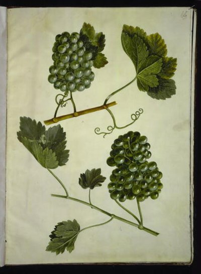 Vitis vinifera (sıradan şarap) by Hans Simon Holtzbecker